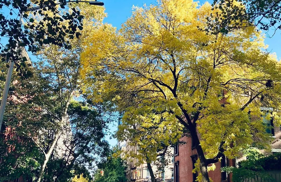 Harlem Grand-1