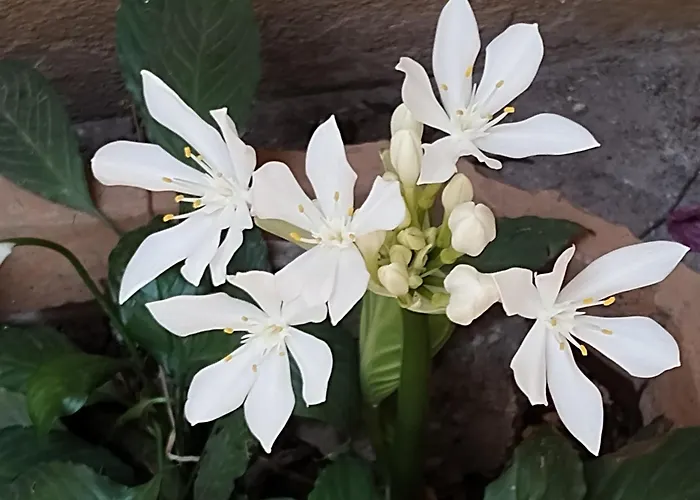 Madhav Bhavan Guest House Pune